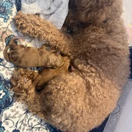 Goldendoodle puppies from Family Doodles
