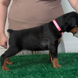 Black Female Pink Collar - Black and rust female Doberman Pinscher puppy in Spencer, Indiana from Jackson's Dobermans
