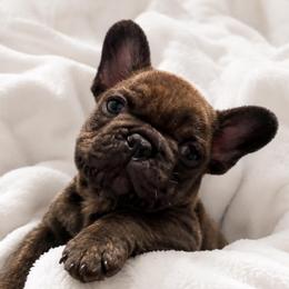 Orange collar boy - Brindle and white male French Bulldog puppy in Madison, Wisconsin from MadCity Frenchies