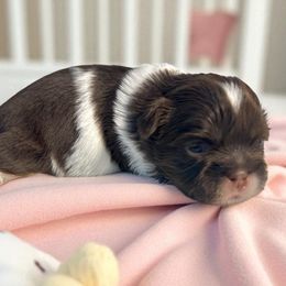AKC-Marie - Red and white female Shih Tzu puppy in Mooresville, North Carolina from Juji Shih Tzu