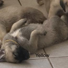 Yellow - Gray fawn female Anatolian Shepherd Dog puppy in Winter Haven, Florida from Karen's Anatolian Shepherd Dogs