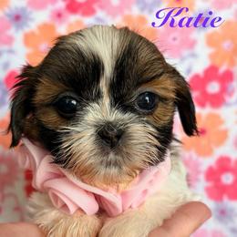 Katie - Tricolor female Shih Tzu puppy in Hemet, California from Aloha Shih Tzu