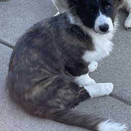 Sarah - Pembroke Welsh Corgi
