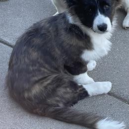 Sarah - Pembroke Welsh Corgi