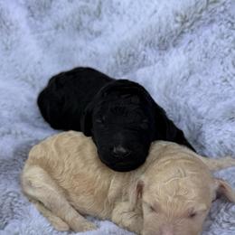 Lala - Blue female Poodle puppy in Rocklin, California from Brienwood Poodles