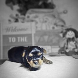 Yorkshire Terrier Puppies from Blueberry Hill Yorkies