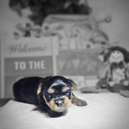 Yorkshire Terrier Puppies from Blueberry Hill Yorkies
