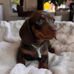 Winnie - Chocolate and tan female Dachshund puppy in Wallingford, Kentucky from Hensley Homestead Dachshunds