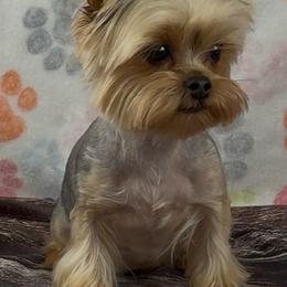 Poppy - Blue and gold female Yorkshire Terrier puppy in New Hampton, Iowa from JMAK Dreams