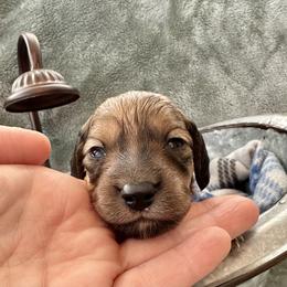 Killian - Red male Dachshund puppy in Memphis, Tennessee from River City Doxies