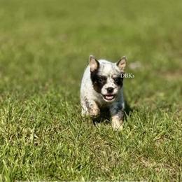 Zeus - Blue mottled male Australian Cattle Dog puppy in Keeling, Virginia from Diamond B Kennels / DBK’s