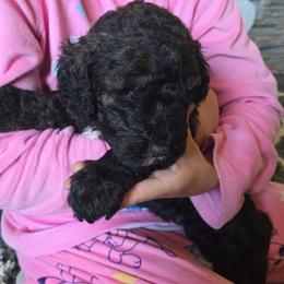 Hannah - Brindle female Poodle puppy in Gillette, Wyoming from Vom Prater Haus German Shepherds and Standard Poodles