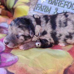 Aussiedoodle and Australian Shepherd Puppies from Barefoot Acres Farm & Aussies