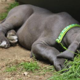 Great Dane Puppies from Sterling Danes