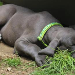 Great Dane Puppies from Sterling Danes