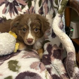 Sina - Red tri female Miniature Australian Shepherd puppy in Grady, Arkansas from KAREN K MCPHERSON