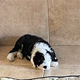 Old English Sheepdog Puppies from Bear Dance OES