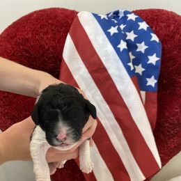 Bernedoodle Puppies from Honey B. Bernedoodles