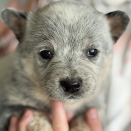 Australian Cattle Dog Puppies from Circle C Australian Cattle Dogs