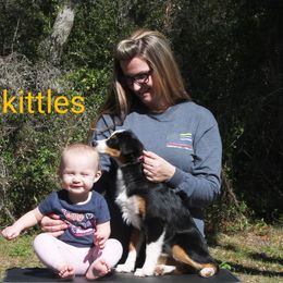 Miniature Australian Shepherd Puppies from All Champions Mini Aussies & ABW Great Danes