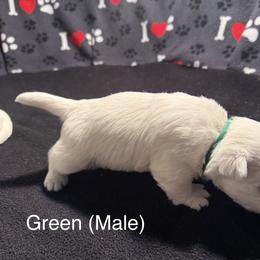 Sven - White male West Highland White Terrier puppy in Metairie, Louisiana from HB Westies