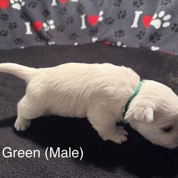 Sven - White male West Highland White Terrier puppy in Metairie, Louisiana from HB Westies