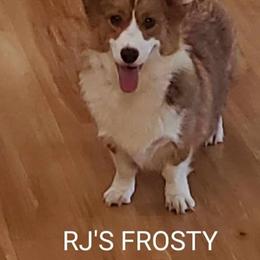 Frosty - Pembroke Welsh Corgi