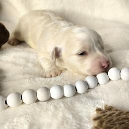 Oscar - White male Havanese puppy in Trinity, Alabama from Tooties Cuties Havanese
