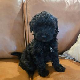 Lovely - Black female Goldendoodle puppy in Mohnton, Pennsylvania from Stony Meadow Puppies