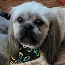 Shih Tzus from Sunshine Shih Tzus