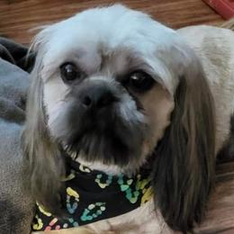 Shih Tzus from Sunshine Shih Tzus