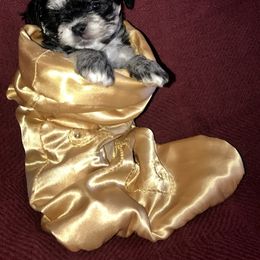 Havanese Puppies from Selah Havanese