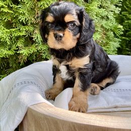 Cavalier King Charles Spaniel Puppies from Ruby’s puppies