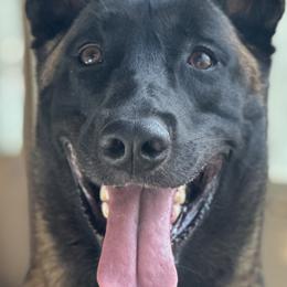 Belgian Malinois from Tammie Anglin