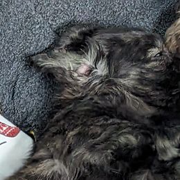 Boy 2 - Brindle Dachshund puppy in Homosassa, Florida from Foxies Doxies