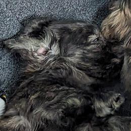 Boy 2 - Brindle Dachshund puppy in Homosassa, Florida from Foxies Doxies