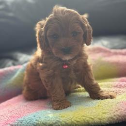 Angel - Apricot female Cavapoo puppy in Gainesville, Florida from Alyssa Xxweetdoodles