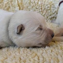 Boy 1 - White male Berger Blanc Suisse puppy in Bexar County, Texas from Scenic Creek German Shepherds and White Swiss Shepherds