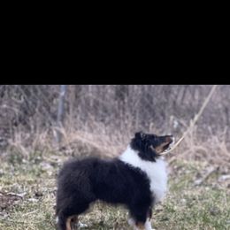 Shetland Sheepdog Puppies from MiAmor Shetland sheepdogs