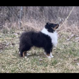 Shetland Sheepdog Puppies from MiAmor Shetland sheepdogs
