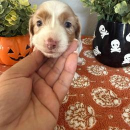 Aquafina - Piebald male Dachshund puppy in Temecula, California from Naomi Magee's Dachshund Kennel