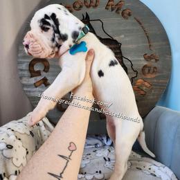 Blue collar - Harlequin male Great Dane puppy in Alton, Illinois from Show Me Great Danes and Basset Hounds