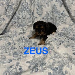 Zeus - Black and tan male Cavapoo puppy in Sherwood, Michigan from Patrick's Puppies