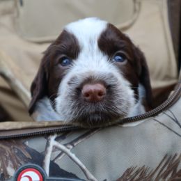 English Springer Spaniel Puppies from White Pine Springer Spaniels