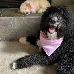 Goldendoodle Puppies from Dream Doodles of Central Texas