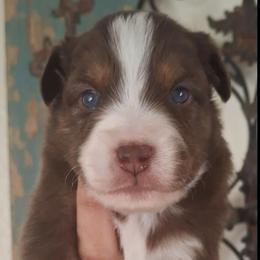 Bishop - Red tri male Miniature Australian Shepherd puppy in Copperas Cove, Texas from Aussies Acre