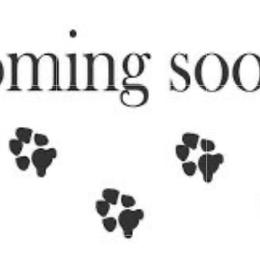 Purple Girl - Black and gold female Yorkshire Terrier puppy in San Tan Valley, Arizona from Great Mates