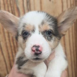Dilute Blue Merle Female - Blue merle and white female Cardigan Welsh Corgi puppy in Chehalis, Washington from Triple B Corgis