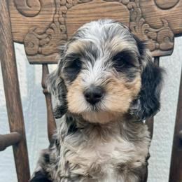 Praline Pecan (Praline) - Merle female Bernedoodle puppy in Hendersonville, North Carolina from Kim's Cove