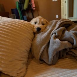 Girl 1 - female Golden Retriever puppy in Evergreen, Colorado from Evergreen Snow Doodles